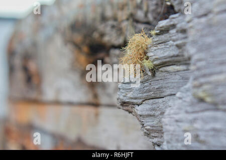 La croissance des lichens sur une planche d'un bateau abandonné. Banque D'Images