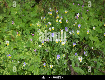 Viola tricolor fleurs sauvages. Mauve - blanc - fleur jaune. Banque D'Images