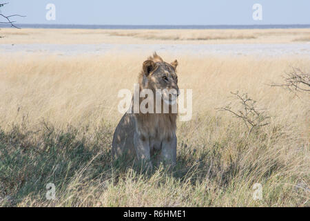 Lion marchant dans l'herbe haute Banque D'Images