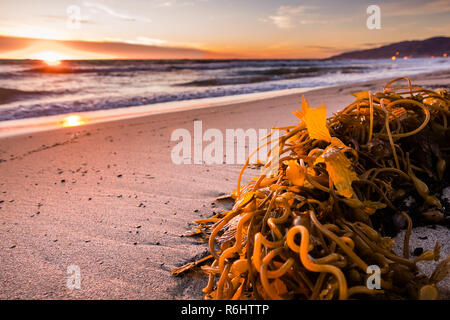 Les algues lavées sur une plage de sable fin, baignée dans la lumière au coucher du soleil ; la plage de Malibu, le littoral de l'océan Pacifique, Los Angeles County, Californie Banque D'Images