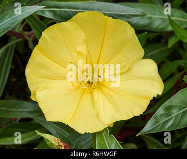 Oenothera missouriensis var missouriensis - gros plan de fleurs jaune vif Banque D'Images
