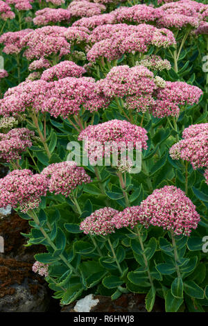 Orpin - Sedum spectabile (crassulaceae) - fleur rose et blanc chefs dans l'affichage de masse Banque D'Images