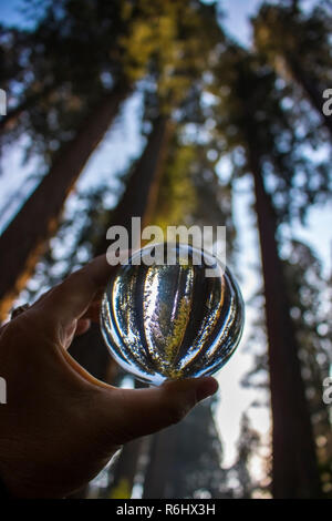 Bosquet d'arbres Séquoia géant de Californie Redwood Forest capturés en bille de verre réflexion tenue à doigts. Low angle view à ciel. Banque D'Images