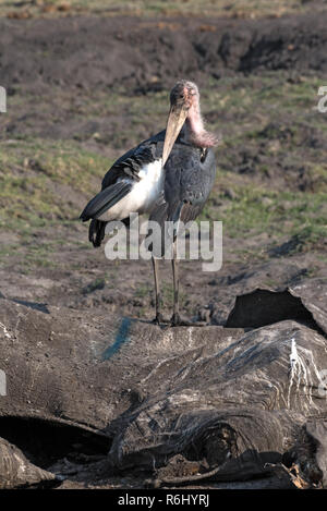 Cigognes marabout manger la carcasse d'un éléphant mort, Moremi, Botswana Banque D'Images
