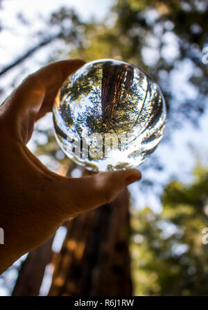 Bosquet d'arbres Séquoia géant de Californie Redwood Forest capturés en bille de verre réflexion tenue à doigts. Low angle view à ciel. Banque D'Images