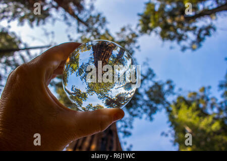 Bosquet d'arbres Séquoia géant de Californie Redwood Forest capturés en bille de verre réflexion tenue à doigts. Low angle view à ciel. Banque D'Images