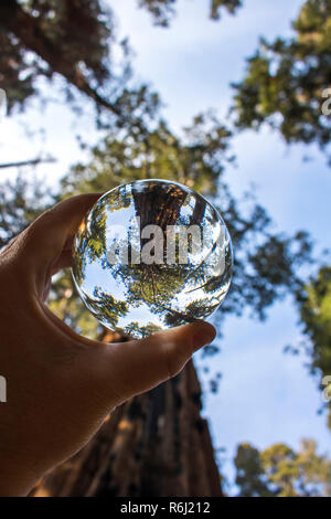 Bosquet d'arbres Séquoia géant de Californie Redwood Forest capturés en bille de verre réflexion tenue à doigts. Low angle view à ciel. Banque D'Images