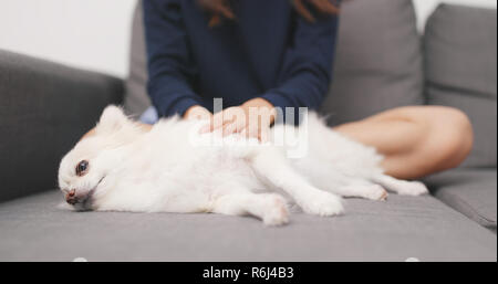 Propriétaire de l'animal à masser sur son chien Banque D'Images