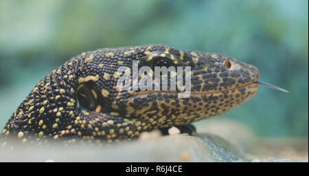 Le goanna Mangrove close up Banque D'Images