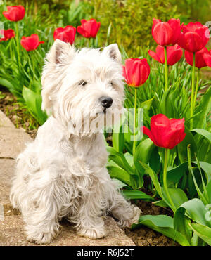 West Highland White Terrier dans le jardin Banque D'Images