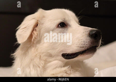 Libre de mes grands Pyrénées mix puppy. Banque D'Images