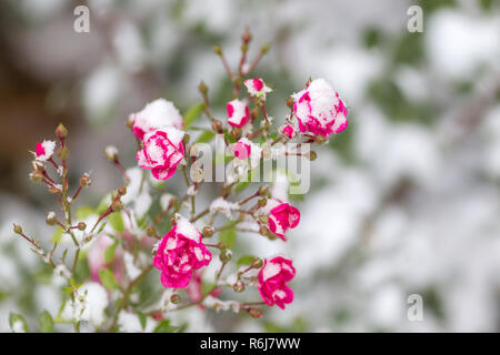 La rose dans la neige La neige se trouve sur la rose gelés au début de l'hiver. Banque D'Images