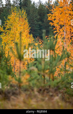 Avec feuilles de bouleau jaune entre les sapins verts. Les arbres d'automne dans la forêt de bouleaux et de sapins d'automne avec soleil. Automne doré. La couleur d'or Banque D'Images