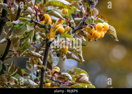 Petit paradis les pommes entre les feuilles sur une branche d'arbre. Pommes jaunes sur branche d'arbre. Paradise pomme sur l'arbre. Des pommes dans le jardin. Fruits d'automne en lat Banque D'Images