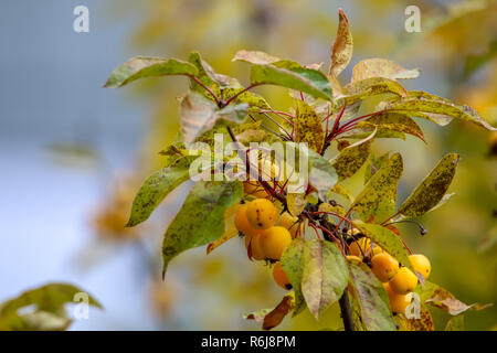 Petit paradis les pommes entre les feuilles sur une branche d'arbre. Pommes jaunes sur branche d'arbre. Paradise pomme sur l'arbre. Des pommes dans le jardin. Fruits d'automne en lat Banque D'Images