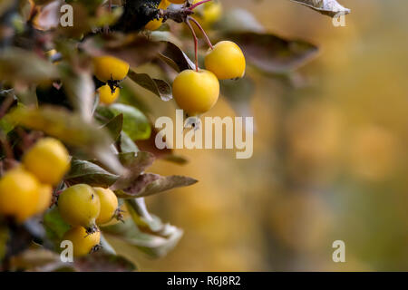 Petit paradis les pommes entre les feuilles sur une branche d'arbre. Pommes jaunes sur branche d'arbre. Paradise pomme sur l'arbre. Des pommes dans le jardin. Fruits d'automne en lat Banque D'Images