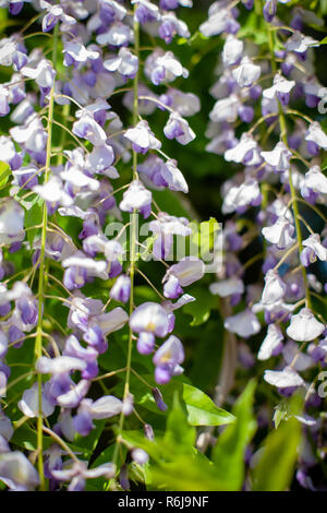 Fleurs de glycine mauve dans le jardin de printemps, fleurs de saison au printemps. la photo en gros plan de fleurs pourpre avec zone verte Banque D'Images