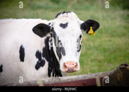 Le chef de la vache en close-up, avec des étiquettes d'identification jaune dans les oreilles. Debout derrière une clôture en bois d'une prairie ou la prairie Banque D'Images