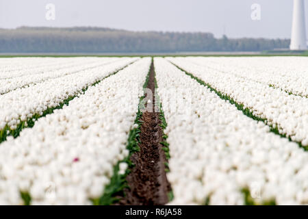 Image typique des Pays-Bas. Tulipes en bas des lignes et couleurs différentes poussent dans les terres arables et de fleur d'être récoltées pour l'exportation dans le monde entier. Banque D'Images