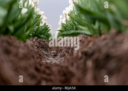 Image typique des Pays-Bas. Tulipes en bas des lignes et couleurs différentes poussent dans les terres arables et de fleur d'être récoltées pour l'exportation dans le monde entier. Banque D'Images