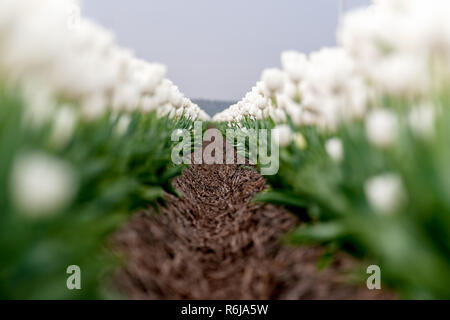 Image typique des Pays-Bas. Tulipes en bas des lignes et couleurs différentes poussent dans les terres arables et de fleur d'être récoltées pour l'exportation dans le monde entier. Banque D'Images