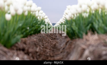 Image typique des Pays-Bas. Tulipes en bas des lignes et couleurs différentes poussent dans les terres arables et de fleur d'être récoltées pour l'exportation dans le monde entier. Banque D'Images