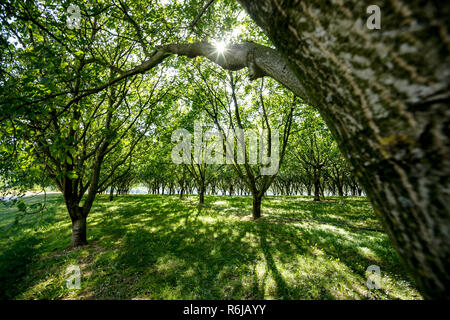 Un vieux verger plein de déclin des arbres dans le paysage français avec de belles ombragé du soleil Banque D'Images