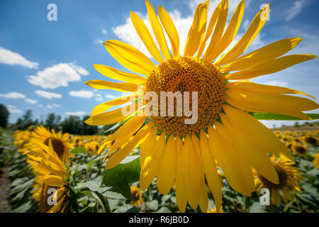 Domaine de tournesols en fleurs dans la vallée de la Loire, France, Europe Banque D'Images