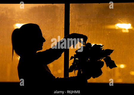 Hesel, Allemagne. 28 Nov, 2018. Au crépuscule, une femme se tient debout dans une serre à la recherche à un poinsettia (lat. Euphorbia pulcherrima) dans un pot de fleur. Credit : Mohssen Assanimoghaddam/dpa/Alamy Live News Banque D'Images