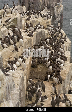 Saison de reproduction pour les Guillemots sur les falaises de l'Iles Farne, Northumberland, Angleterre Banque D'Images