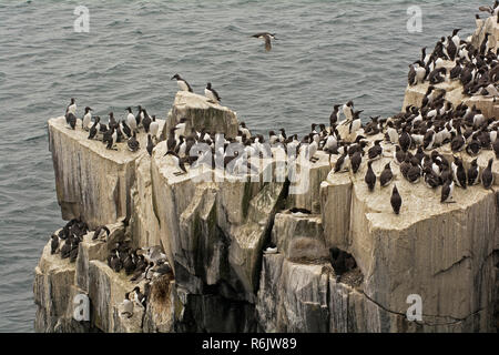 Colonie de guillemots nichant sur les falaises de St Abbs Head, Scottish Borders, UK Banque D'Images