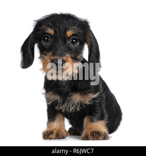Super mignon Mini Teckel poil dur assis, à avec de grands yeux droopy à huis clos. Isolé sur fond blanc. Banque D'Images
