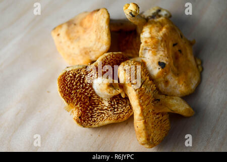 (Hydnum repandum champignons hérisson), également appelé dent douce et hérisson en bois champignons, illustré sur un fond en bois pâle. Banque D'Images