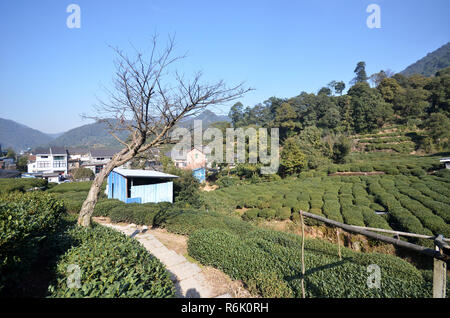 Vert frais belle plantation de thé Longjing chinois Banque D'Images