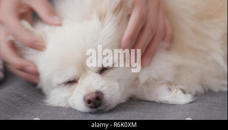 Propriétaire d'animal de touch sur chien pomeranian Banque D'Images