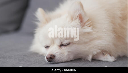 Blanc chien pomeranian dormir sur le canapé Banque D'Images