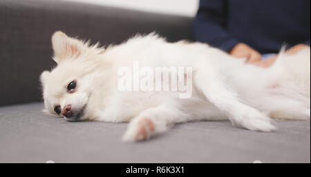 Woman massaging on cute chien Pomeranian lying on sofa Banque D'Images