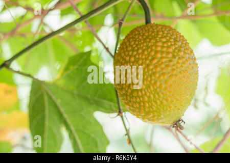 Amer printemps Cucmber ou fruits Gac Banque D'Images