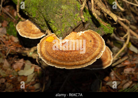 Close-up photographie couleur d'un support circulaire en rougissant polypore sur bois tombé sur-éclairé par le flash de l'appareil photo avec filtre orange. Banque D'Images