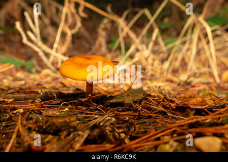 Lonely dynamique de champignons orange sur pinède étage avec fly unique perché sur son cap. Banque D'Images