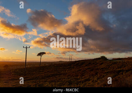 Paysage couleur photographie prise sur la réserve naturelle de Canford Heath à la recherche sur la lande avec ciel dynamique au cours de l'heure d'or. Banque D'Images