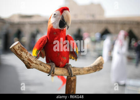 Close-up ara rouge perroquet sur la perche en bois. L'immense scène mignonne ara rouge assis sur la branche. Comportement des oiseaux sauvages en captivité. Chez les animaux sauvages de l'environnement urbain contemporain. Banque D'Images