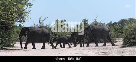 Groupe d'éléphants sur la rivière Chobe/dans le Parc National de Chobe, au Botswana Banque D'Images