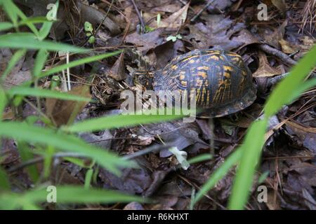 - VIRGINIA BEACH, en Virginie (24 mai 2017) Une tortue tabatière retourne dans son habitat naturel, après avoir été libéré par la faune et les ressources naturelles des experts du commandement unifié et Tri-State Bird Rescue & Research Inc. au Naval Air Station Oceana à Virginia Beach, en Virginie, le 24 juin 2017. Les animaux ont été récupérés par le ministère de l'agriculture des zones touchées par le déversement de carburant Wolfsnare Creek. Ils ont été remis en état par les vétérinaires à trois états à une installation spécialisée dans la région de Delaware. Banque D'Images