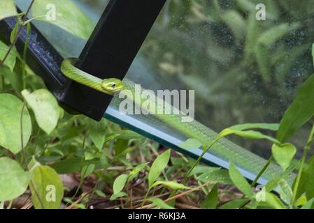 - VIRGINIA BEACH, en Virginie (24 mai 2017) Un serpent vert rugueux retourne dans son habitat naturel, après avoir été libéré par la faune et les ressources naturelles des experts du commandement unifié et Tri-State Bird Rescue & Research Inc. au Naval Air Station Oceana à Virginia Beach, en Virginie, le 24 juin 2017. Les animaux ont été récupérés par le ministère de l'agriculture des zones touchées par le déversement de carburant Wolfsnare Creek. Ils ont été remis en état par les vétérinaires à trois états à une installation spécialisée dans la région de Delaware. Banque D'Images