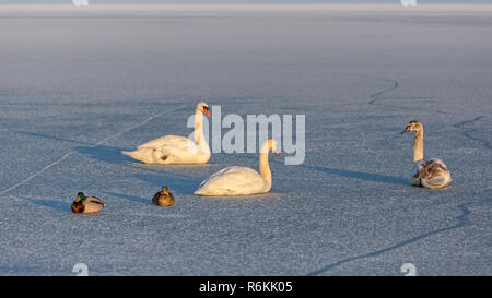 Les cygnes tuberculés et les canards sauvages sur la glace du lac Balaton en Hongrie Banque D'Images