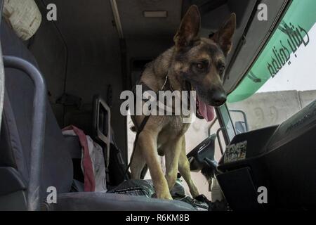 1er de l'armée espagnole. Le Cpl. Gabor, un chien de travail militaires déployés à l'appui de la Force opérationnelle interarmées - Fonctionnement résoudre inhérent, recherche un véhicule à fond avec son maître de détecter jusqu'à sept substances différentes à la gamme Besmaya complexe, l'Iraq, le 26 mai 2017. L'ampleur et la diversité de partenaires qui appuient la Coalition mondiale unifiée et démontrer la nature de l'effort pour vaincre ISIS en Iraq et en Syrie. Banque D'Images