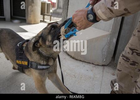 1er de l'armée espagnole. Le Cpl. Gabor, un chien de travail militaires déployés à l'appui de la Force opérationnelle interarmées - Fonctionnement résoudre inhérent, joue avec son maître au cours d'une pause à la plage de Besmaya complexe, l'Iraq, le 26 mai 2017. Bien que Gabor est toujours en alerte et prêt à détecter jusqu'à sept substances différentes, son travail est limitée à quatre heures par jour. L'ampleur et la diversité de partenaires qui appuient la Coalition mondiale unifiée et démontrer la nature de l'effort pour vaincre ISIS en Iraq et en Syrie. Banque D'Images