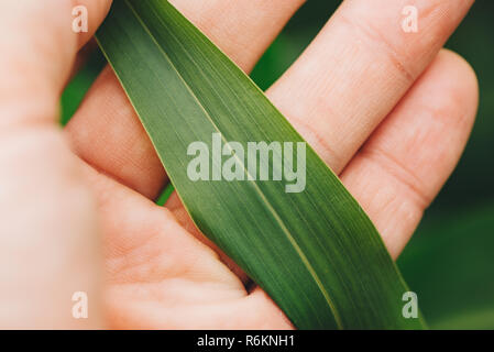 Farmer l'examen des feuilles de sorgho fourrager. Close up of male hand holding Sorghum sudanense partie de plante. Banque D'Images