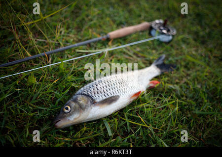 Pêche à la mouche Pêche chub se trouve dans l'herbe, et s'attaquer à la pêche à la mouche, canne, moulinet, flyline. Pêche à la mouche Pêche de l'affiche. Banque D'Images